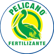 Pelicano